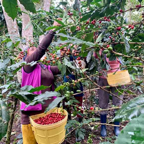 Locals help the Tello Grandez family with the harvest.