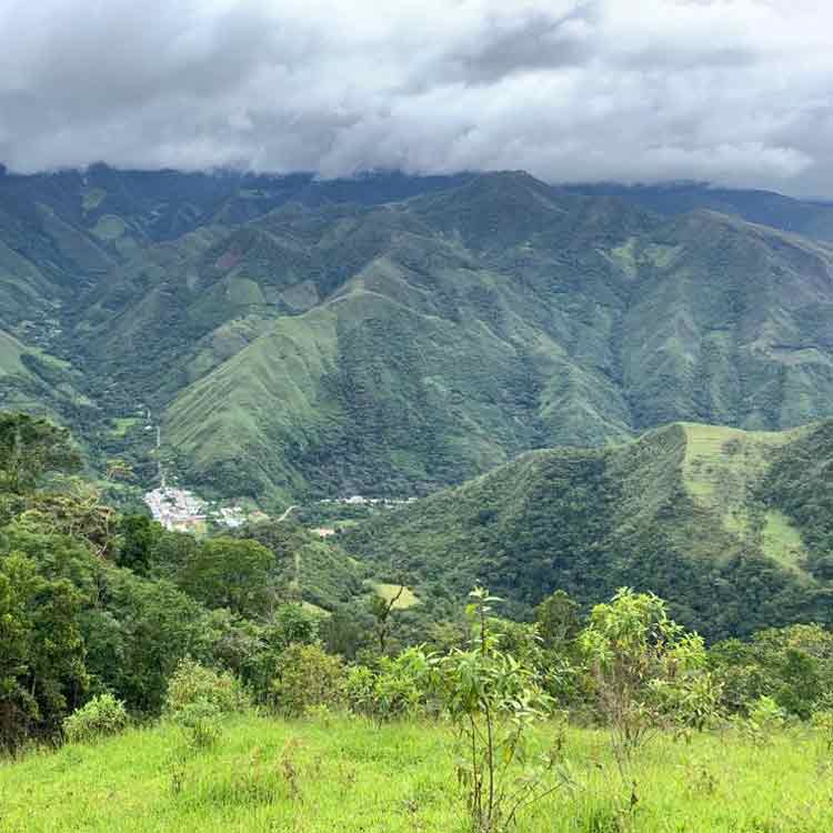 View over the growing area in the Amazonas region.